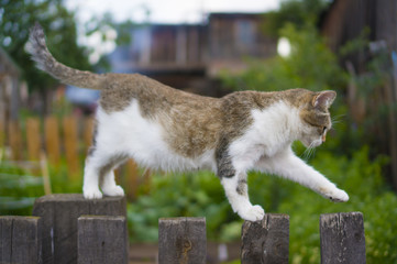 the cat sneaks or walks by the fence in the village in summer