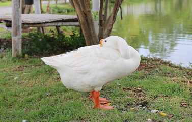 A white duck stand sleeping near pond.
