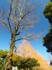 春の公園の木々