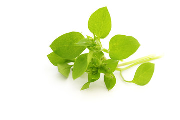 Obraz premium chickweed on a white background