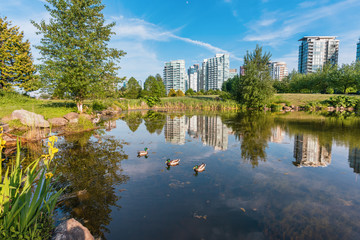 pond with herons and floating ducks in a modern city with tall buildings, reflected in clear water