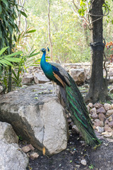 beautiful male peacock with feathers