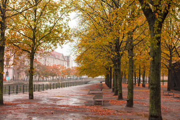 Autumn in Germany, Berlin, Linden Avenue next to the maple tree, in the rainy day is more beautiful autumn,