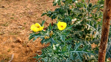 Argemone mexicana or mexican poppy