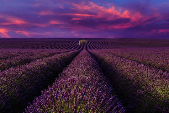 Fototapeta Lavender field with sunset