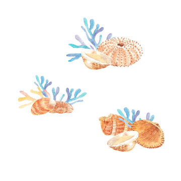 Watercolor illustration of seashells and seaweed