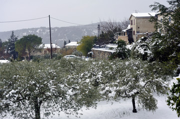 snowy olive trees