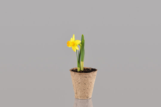Narcissus flower in a pot isolated on grey background