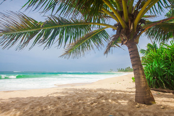 Naklejka na ściany i meble panoramic tropical beach with coconut palm