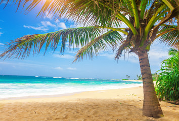 Fototapeta na wymiar panoramic tropical beach with coconut palm