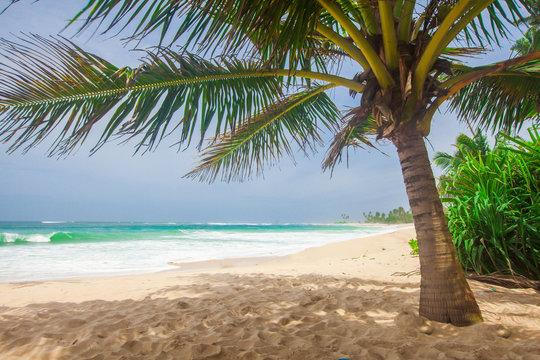 panoramic tropical beach with coconut palm © Alexander Ozerov