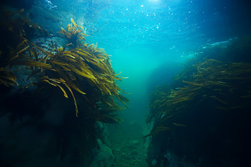 Naklejka na ściany i meble laminaria sea kale underwater photo ocean reef salt water