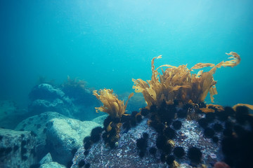 Plakat underwater landscape