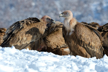 Fototapeta premium Griffon Vultures in Winter Landscape, into the Mountains