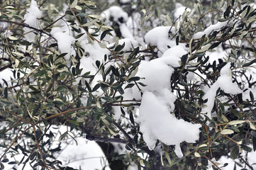 snowy olive trees