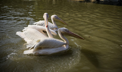  Pelican feeding in the zoo