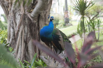 Obraz premium beautiful male peacock with feathers