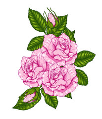 Rose vector by hand drawing.Beautiful flower on white background.Rose art highly detailed in line art style.Rosa queen elizabeth rose for wallpaper