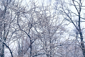 background of tree branches winter / silhouettes of empty branches without leaves against a white sky background. Winter forest concept, nature. Abstract winter background.