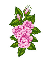 Rose vector by hand drawing.Beautiful flower on white background.Rose art highly detailed in line art style.Rosa queen elizabeth rose for wallpaper