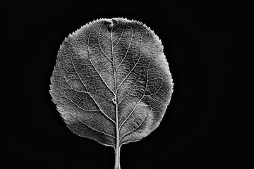 leaf texture black and white / design black leaf skeleton, macro nature texture, wallpaper black...