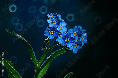 Little Blue Flowers Nature Beautiful Plants Macro Small