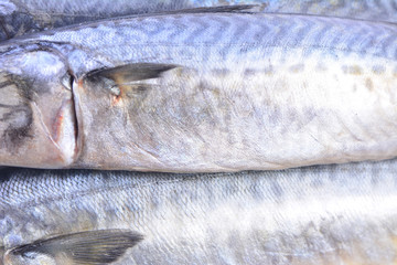 Mackerel fish texture