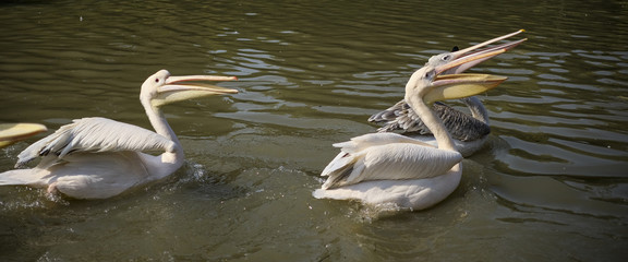  Pelican feeding in the zoo