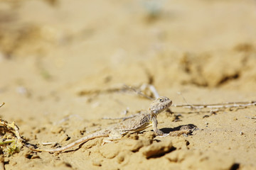 desert lizard in the wild