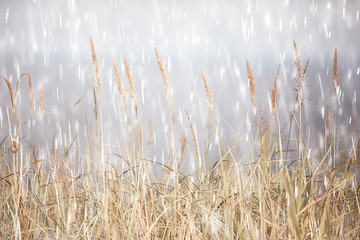 Fototapeta rain background / autumn background textures of rain on field with dry grass, walk in bad windy weather, blurred background of bad weather obraz