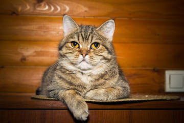 portrait of a domestic striped cat with yellow eyes