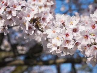 Sakura flower close up Cherry blossom tree branch Spring season Japan