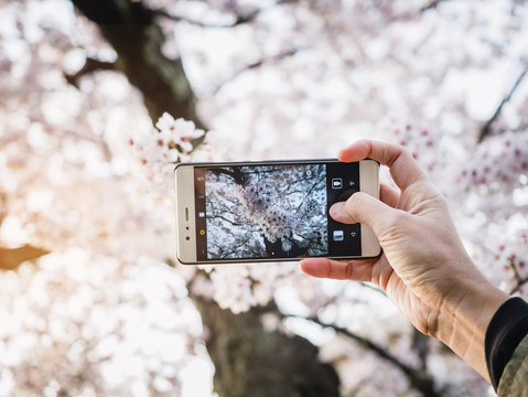 Hand holding Smartphone Take photo Cherry blossom Sakura spring season Japan tourist spot