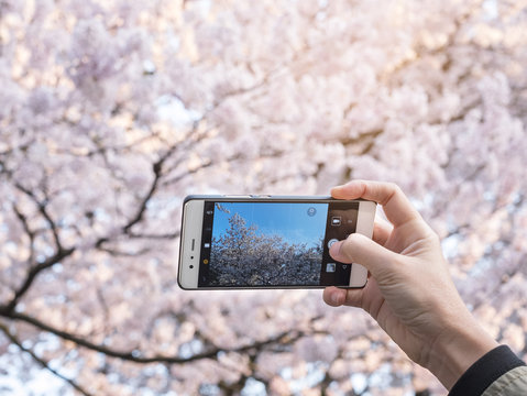 Hand holding Smartphone Take photo Cherry blossom Sakura spring season Japan tourist spot