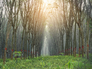 Rubber plantation with sunlight Nature agriculture landscape