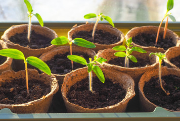 The seedlings on the window. Toning.
