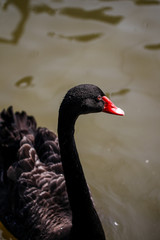  Swan feeding in the zoo