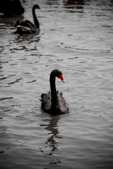 Obraz premium Swan feeding in the zoo