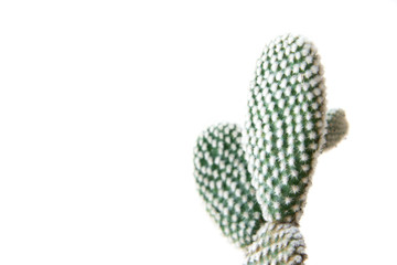 Cactus isolated on white background. Minimal style for cactus trendy.