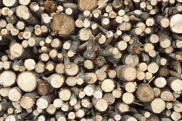 pile of wood logs from trees