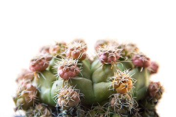 Cactus isolated on white background. Minimal style for cactus trendy.