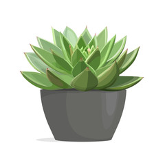 Echeveria cactus, succulent indoor plant in grey pot. Vector isolated illustration.