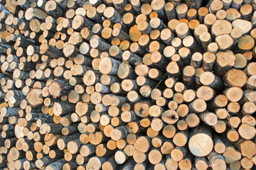 Birch logs on the logging