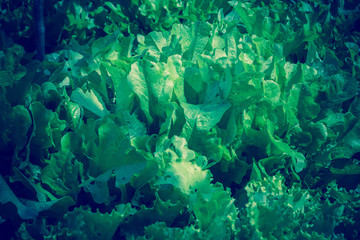 Fototapeta na wymiar Fresh Salad Leaves Retro