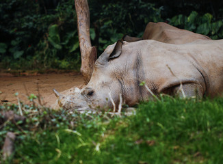 Fototapeta premium Rhinos in the zoo