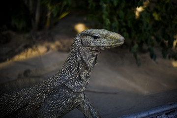 Lizards raised in the zoo