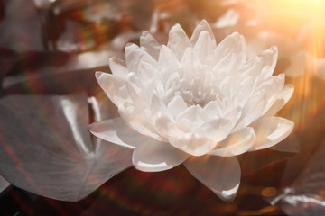 Lotus with leaves on the water