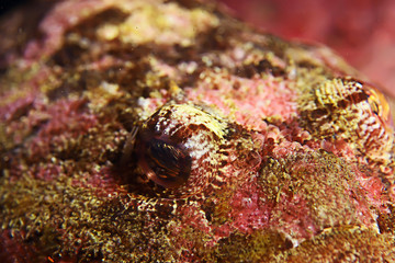 sea fish underwater macro photo