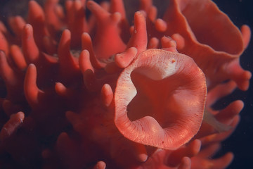 ascidia purple underwater photo coral reef