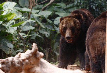 Bear feeding in the zoo